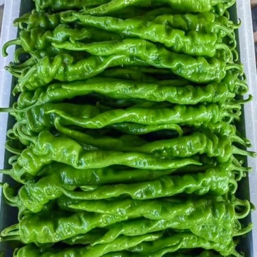 河南辣椒，精品鲜辣椒，线椒，螺丝椒