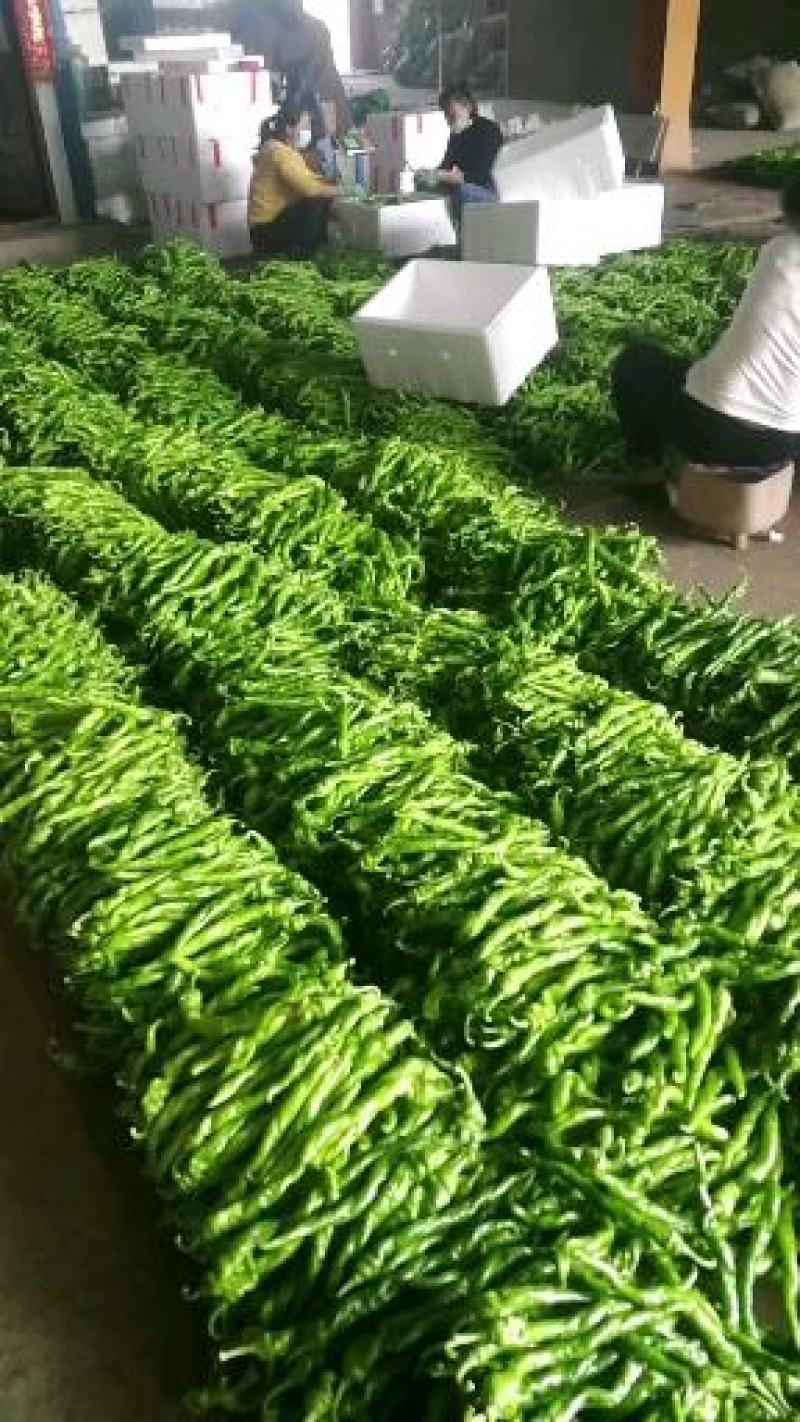 河南辣椒，精品鲜辣椒，线椒，螺丝椒