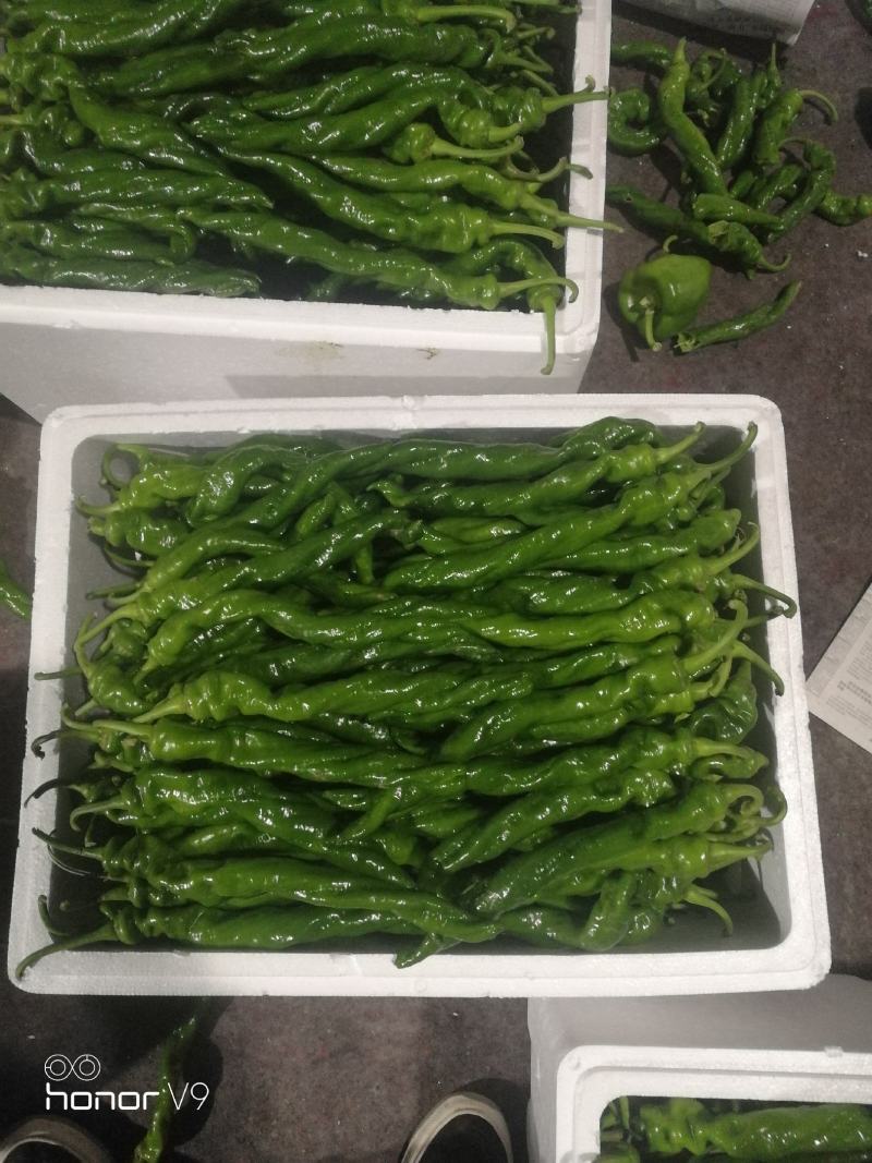 河南辣椒，精品鲜辣椒，线椒，螺丝椒