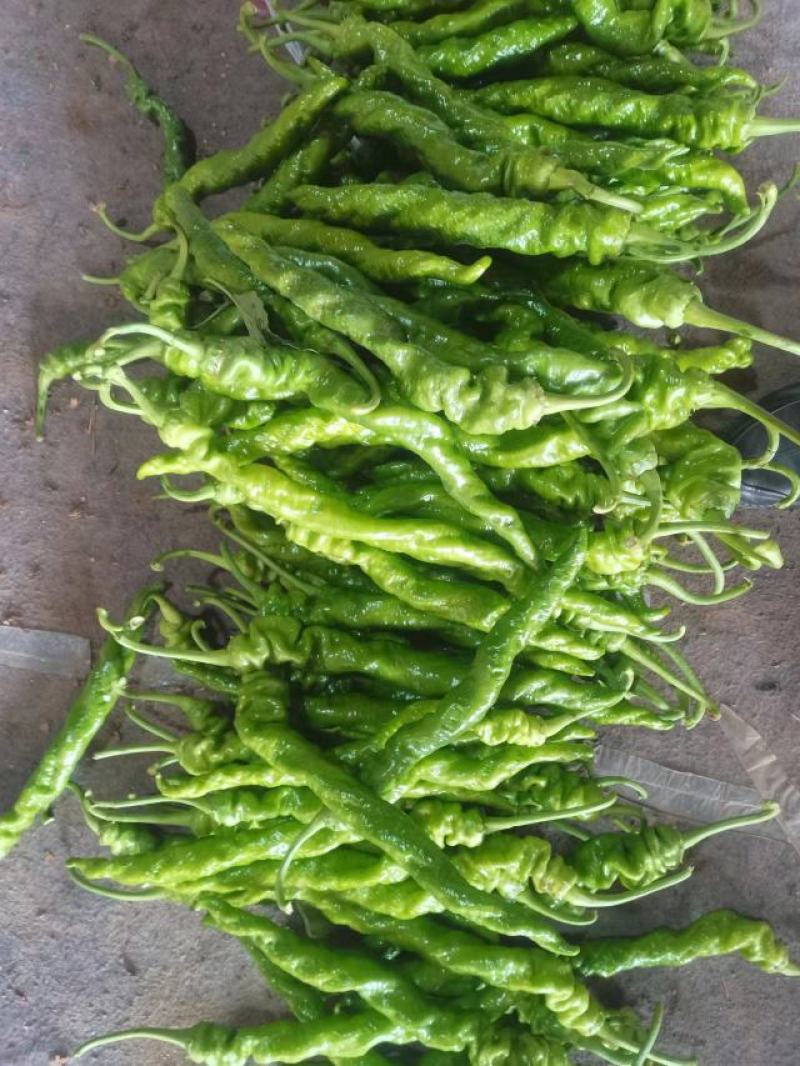河南辣椒，精品鲜辣椒，线椒，螺丝椒