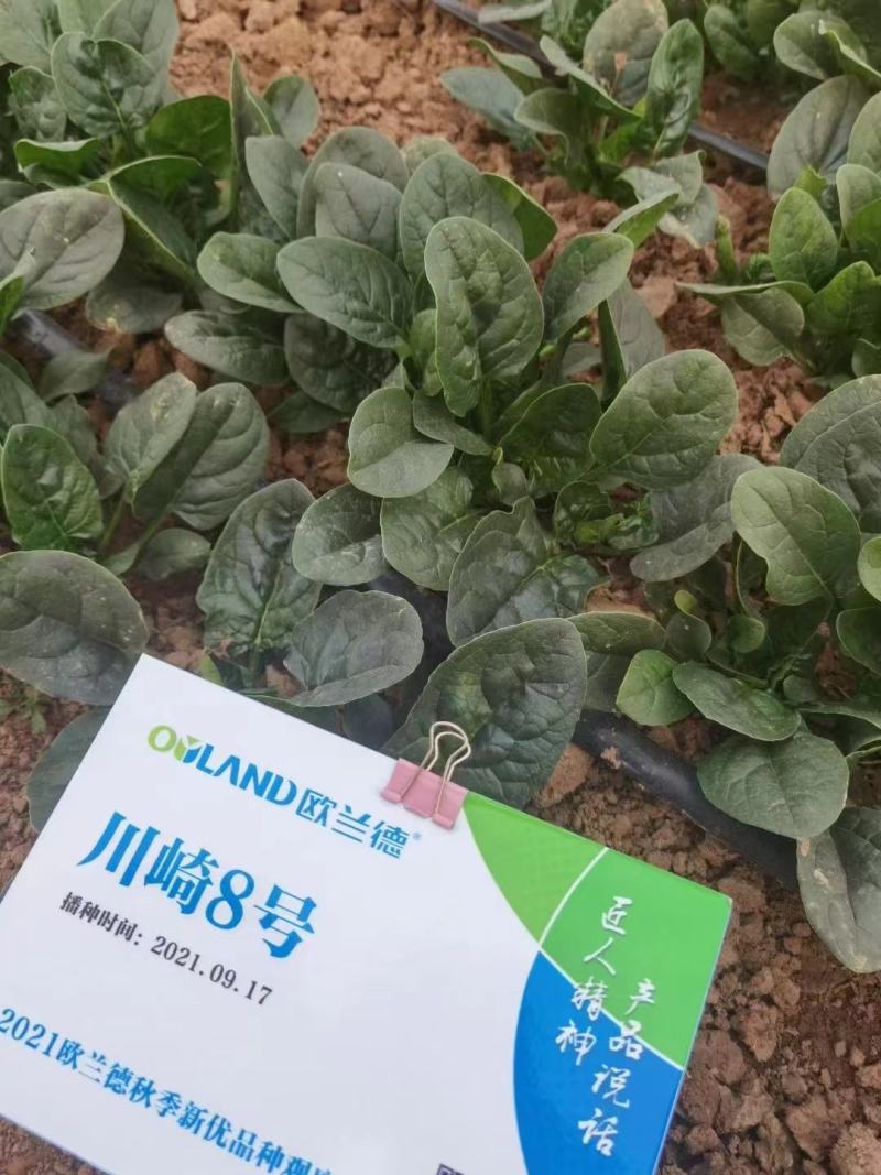 欧兰德川崎8号黑圆叶菠菜种子深绿趴地菠菜春秋露地越冬