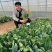 欧兰德川崎8号黑圆叶菠菜种子深绿趴地菠菜春秋露地越冬