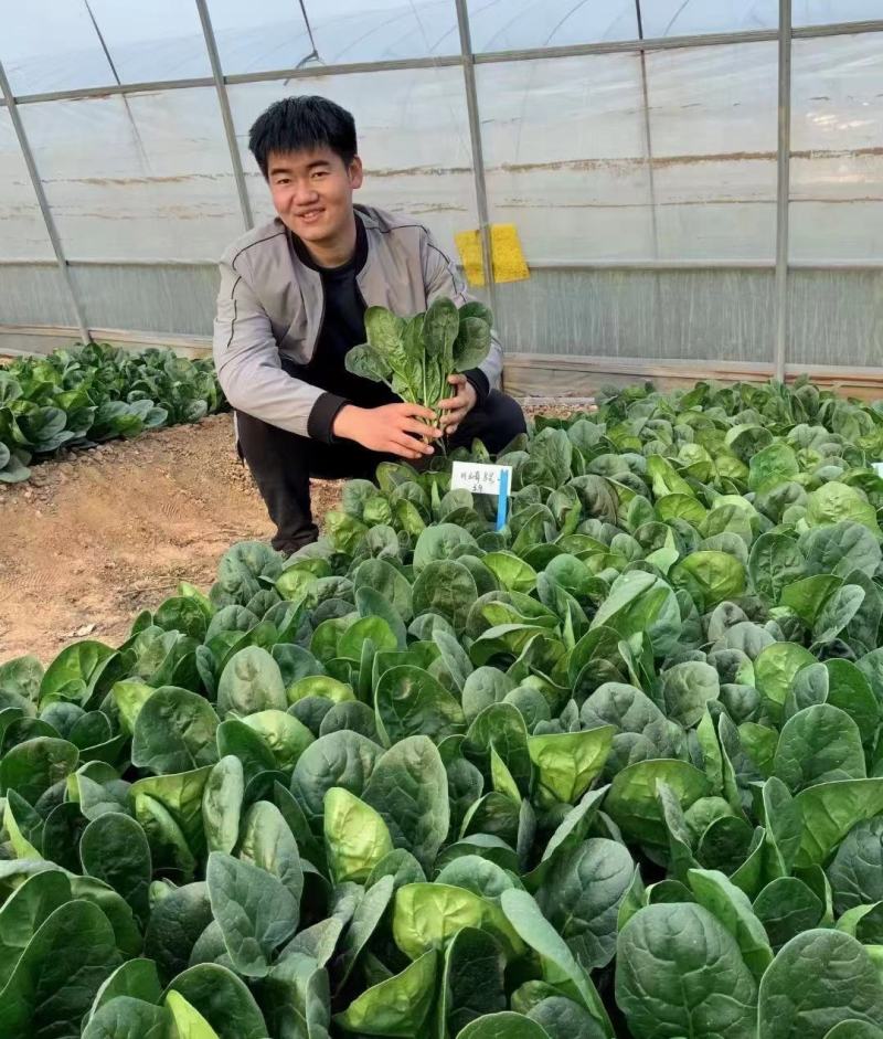 欧兰德川崎8号黑圆叶菠菜种子深绿趴地菠菜春秋露地越冬