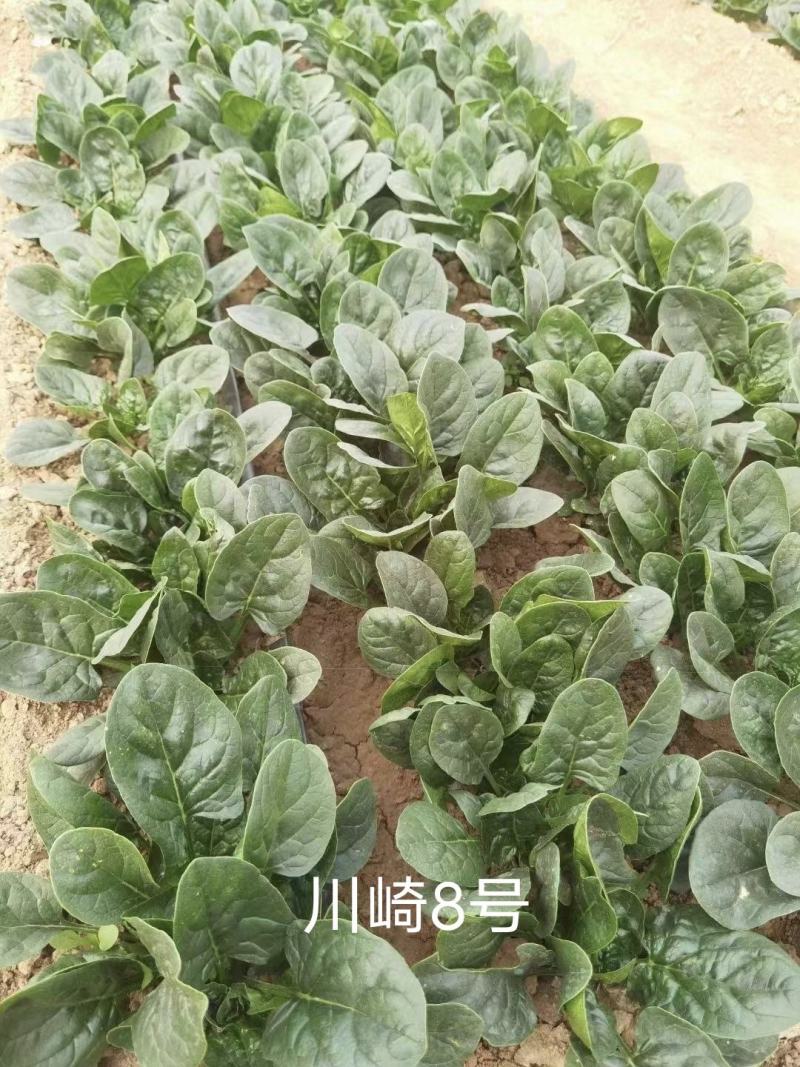 欧兰德川崎8号黑圆叶菠菜种子深绿趴地菠菜春秋露地越冬