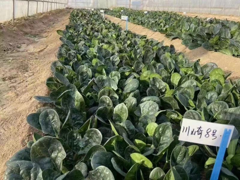 欧兰德川崎8号黑圆叶菠菜种子深绿趴地菠菜春秋露地越冬