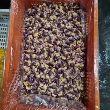 母鸡心