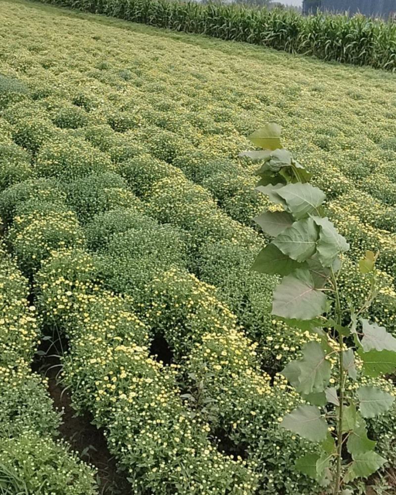 北京菊