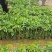 正中广东茂名电白观珠镇河洞沉香奇楠需要货的朋友老板联系我