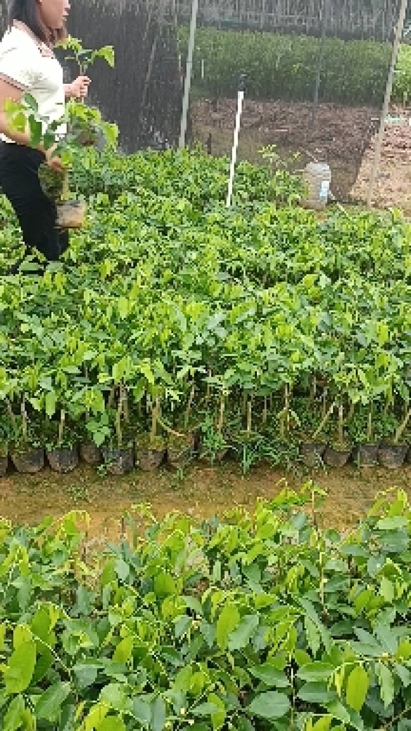 正中广东茂名电白观珠镇河洞沉香奇楠需要货的朋友老板联系我