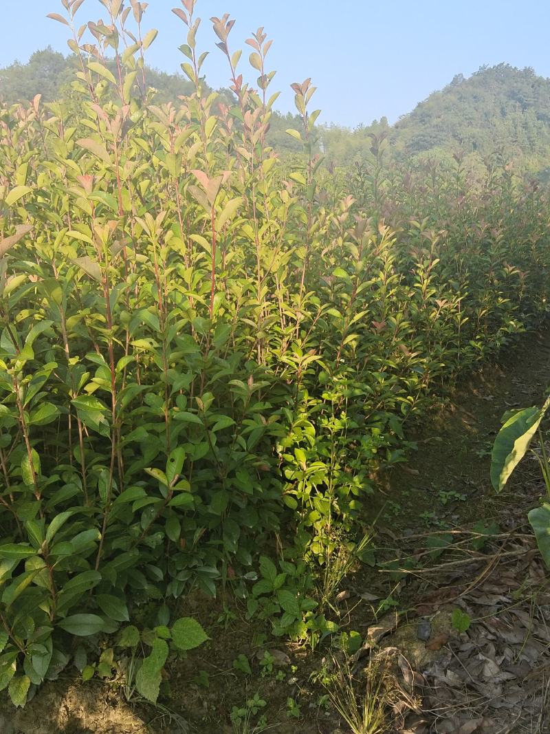 80-100红叶石楠篱笆苗苗子粗壮品质优良