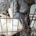 家养肉兔，种兔。商品兔50块钱一只