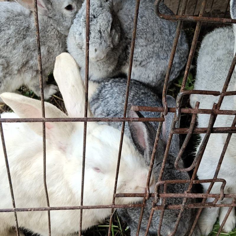 家养肉兔，种兔。商品兔50块钱一只