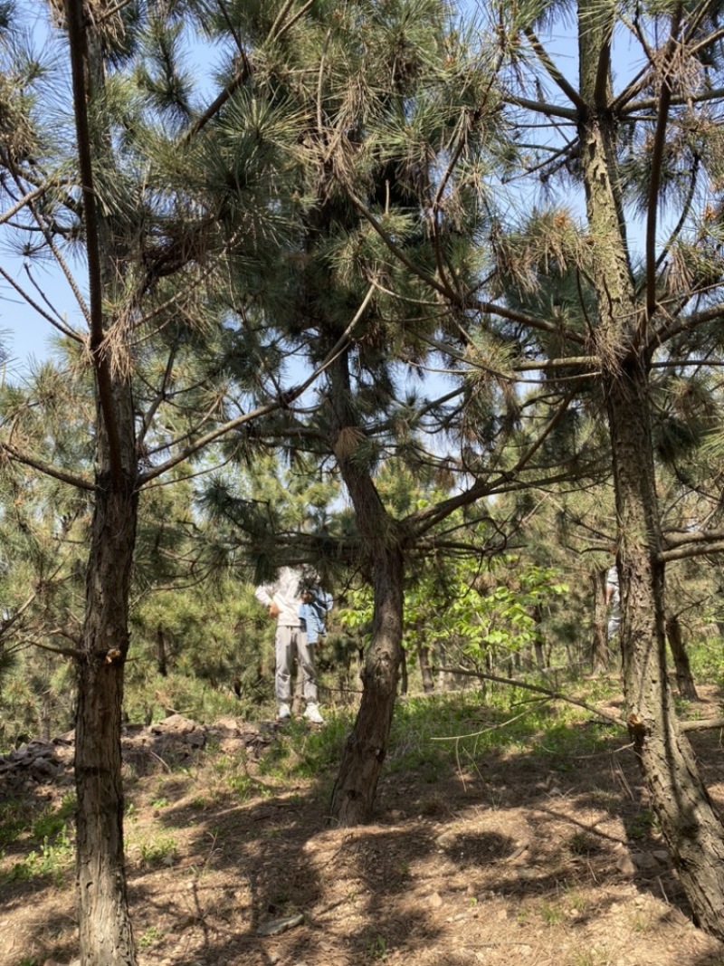 黑松—大量现货供应，现场选树，打号当天装车