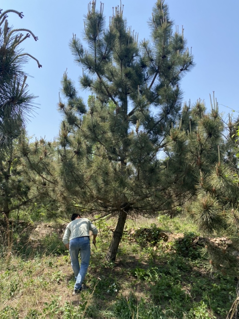 黑松—大量现货供应，现场选树，打号当天装车