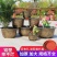 包邮特大号树脂花盆加厚塑料铁树盆景果树阳台庭院养鱼荷花盆
