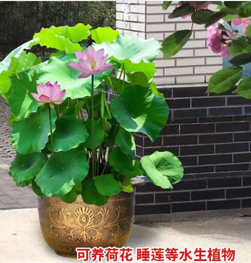 包邮特大号树脂花盆加厚塑料铁树盆景果树阳台庭院养鱼荷花盆