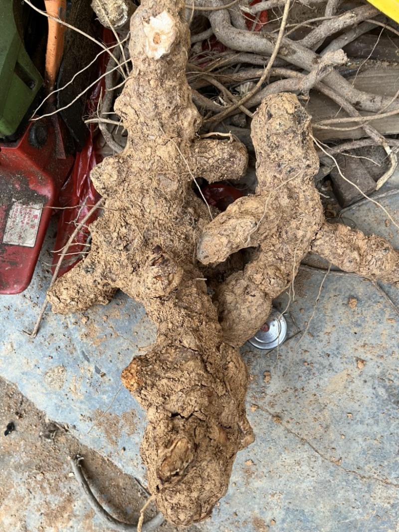 土茯苓，白肉粉质不变色，广西本地野生货