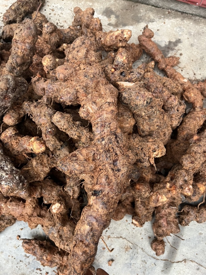土茯苓，白肉粉质不变色，广西本地野生货