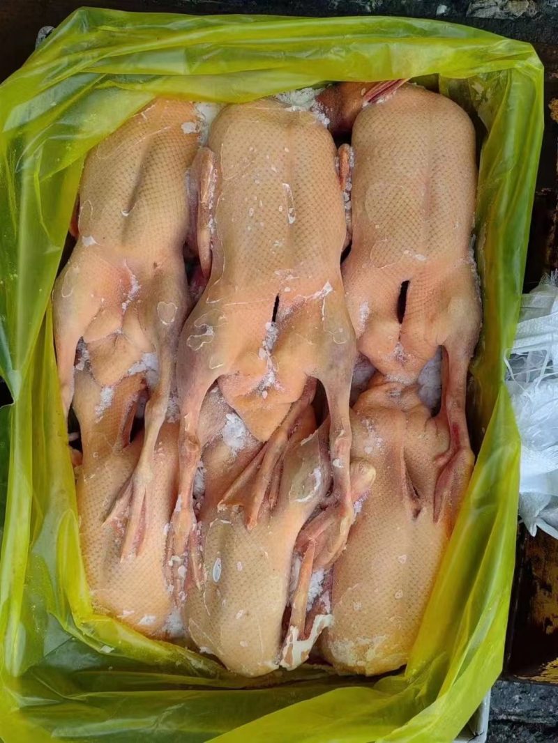 黄皮鸭