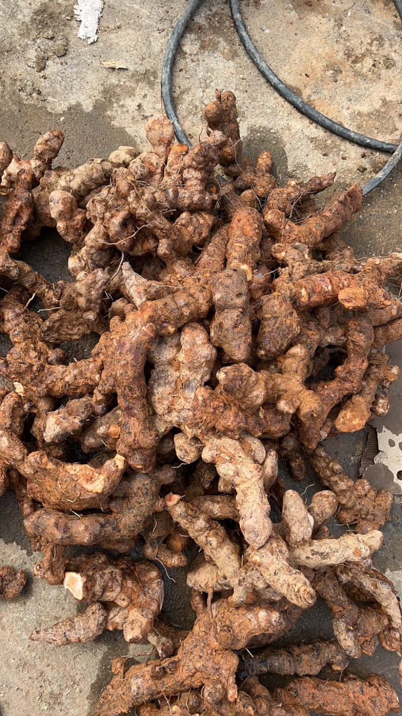 黄皮白肉粉质不变色，土茯苓，广西本地野生货