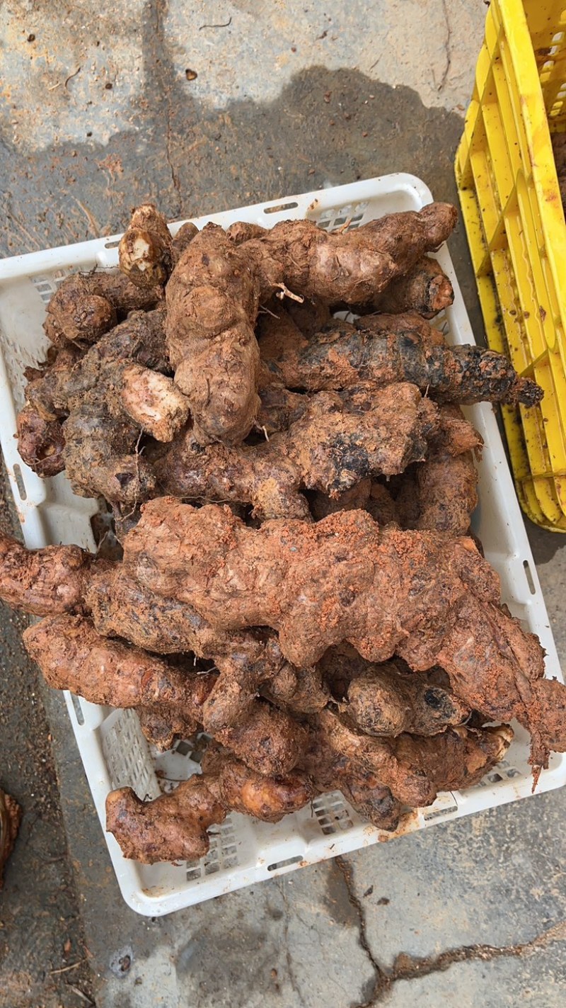 黄皮白肉粉质不变色，土茯苓，广西本地野生货