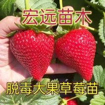 脱毒草莓苗红颜甜宝章姬香妙香现挖现发包成活包结果