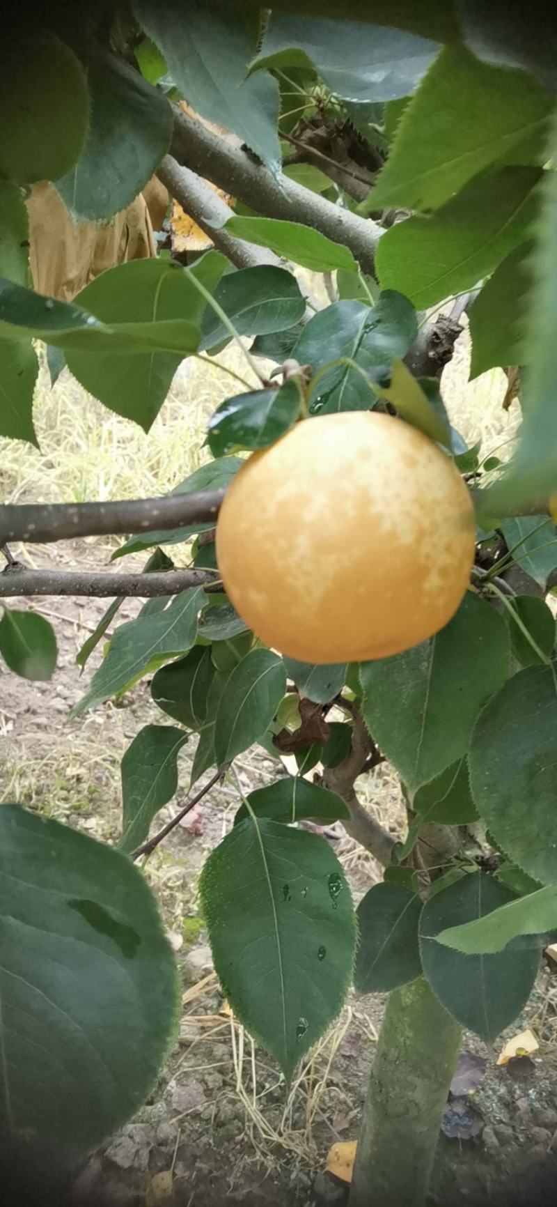 黄金梨！皇冠梨！品质好！货量大！！！！！！！！
