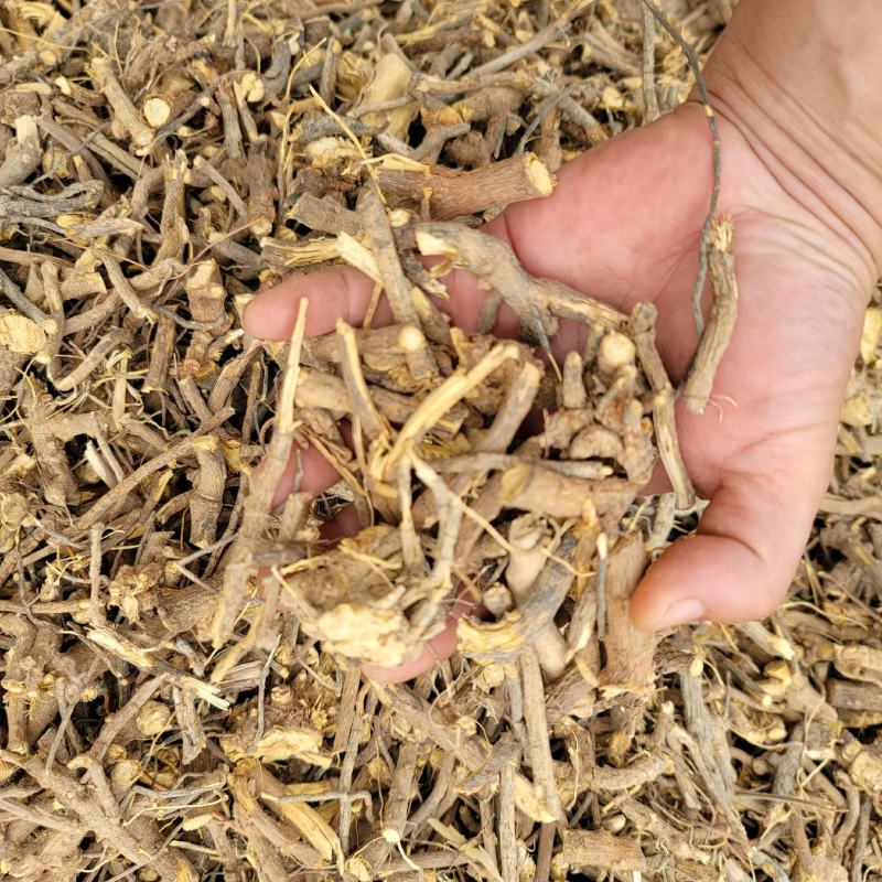 羊耳菊根，毛将军根（山白芷）根部，产地批发直销