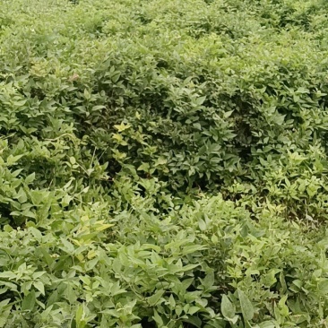 威灵仙叶子杆子藤条根茎个子鲜货干货山辣椒