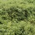 威灵仙叶子杆子藤条根茎个子鲜货干货山辣椒
