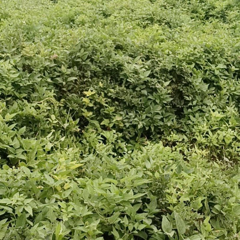 威灵仙叶子杆子藤条根茎个子鲜货干货山辣椒