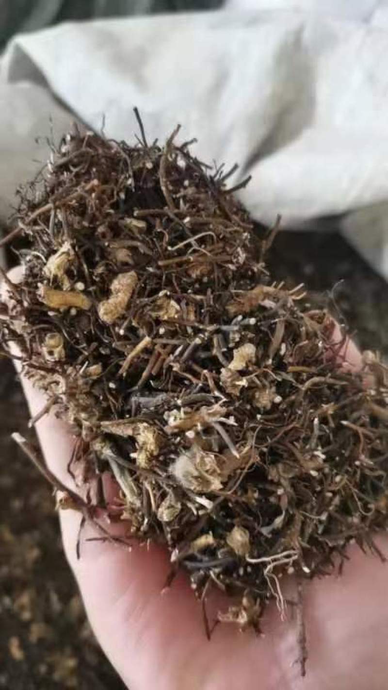 威灵仙叶子杆子藤条根茎个子鲜货干货山辣椒