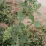 威灵仙叶子杆子藤条根茎个子鲜货干货山辣椒