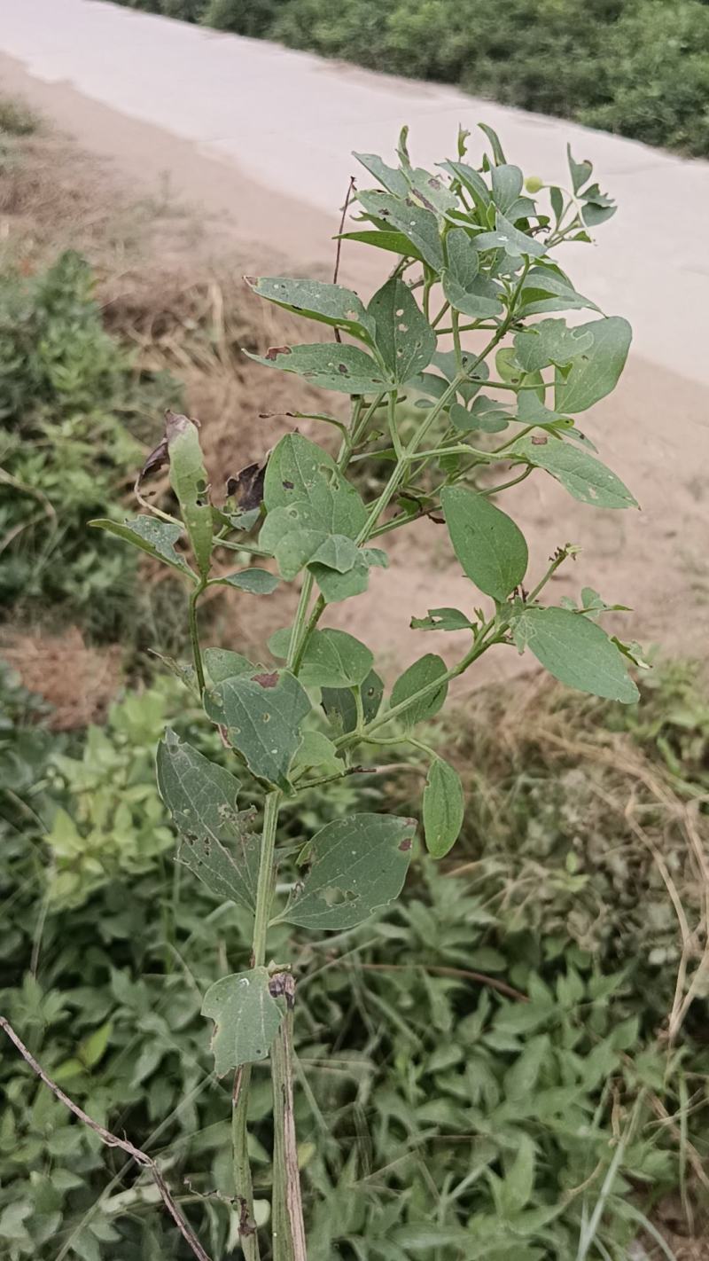 威灵仙叶子杆子藤条根茎个子鲜货干货山辣椒