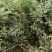 威灵仙叶子杆子藤条根茎个子鲜货干货山辣椒