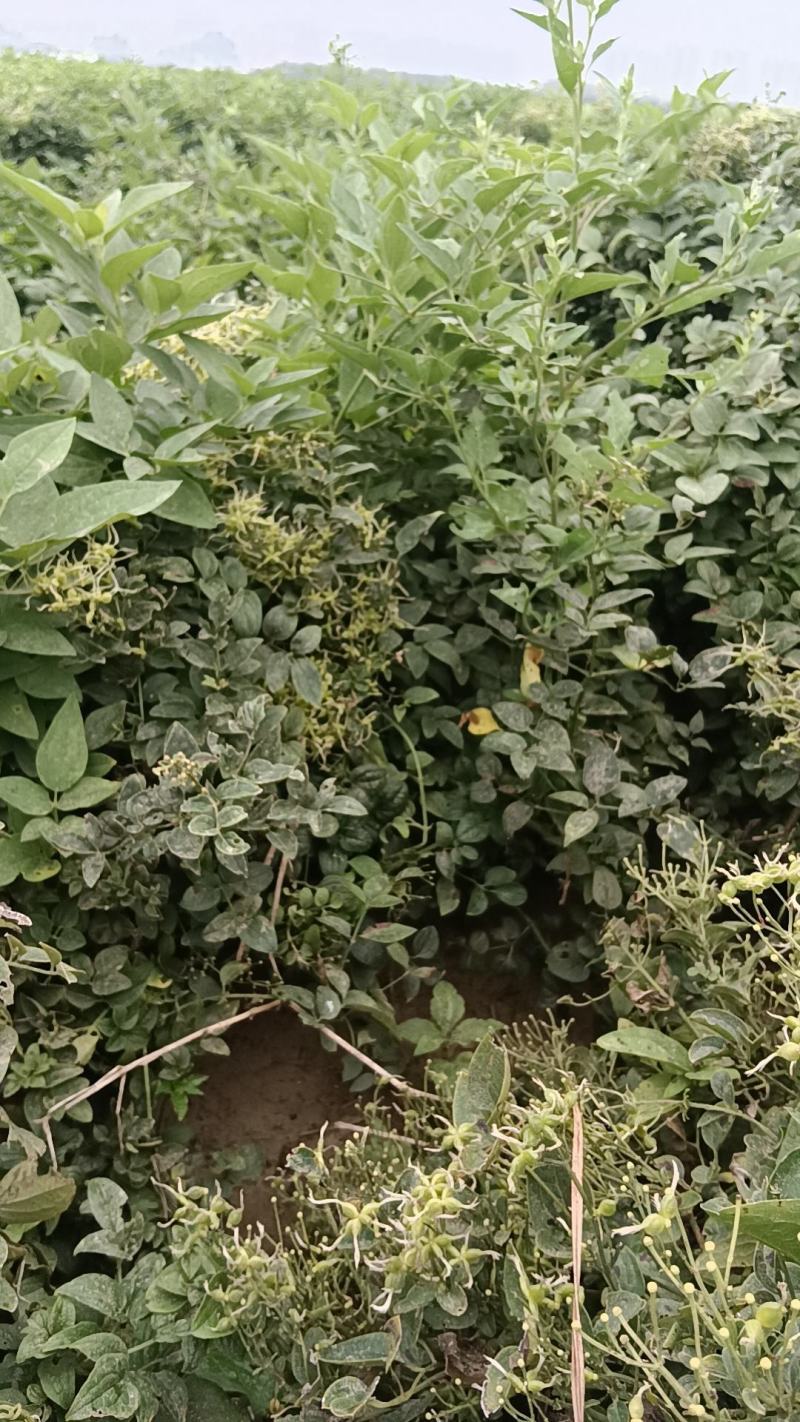 威灵仙叶子杆子藤条根茎个子鲜货干货山辣椒