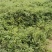 威灵仙叶子杆子藤条根茎个子鲜货干货山辣椒