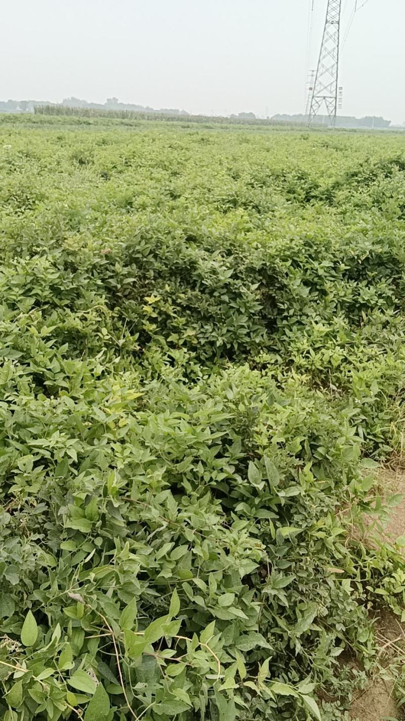 威灵仙叶子杆子藤条根茎个子鲜货干货山辣椒