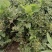 威灵仙叶子杆子藤条根茎个子鲜货干货山辣椒