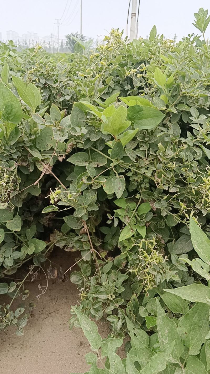 威灵仙叶子杆子藤条根茎个子鲜货干货山辣椒