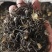 威灵仙叶子杆子藤条根茎个子鲜货干货山辣椒