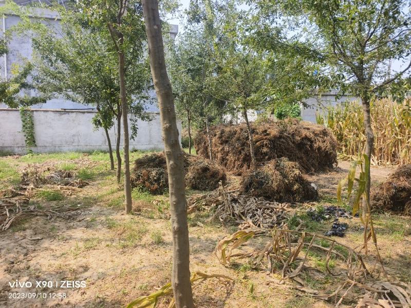 多年生皂角树直径在10个左右已经结果一半的价格