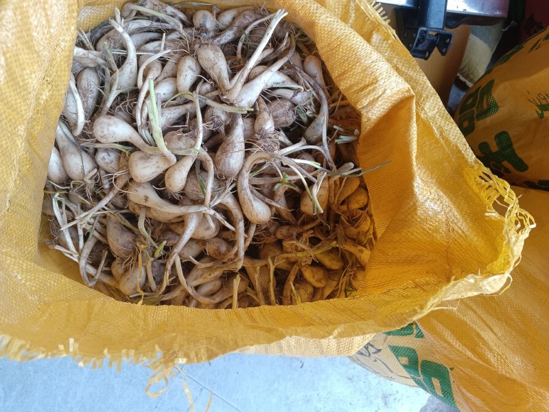 蕌头种子，现在正在热卖之中，众人都喜欢这个种子，欢迎各位