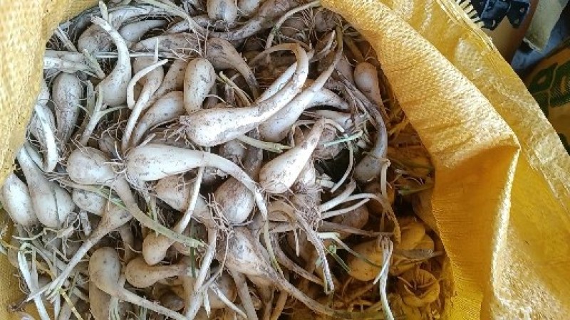 蕌头种子，现在正在热卖之中，众人都喜欢这个种子，欢迎各位