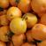 四川果冻橙爱媛橙对接电商社区团购市场产地直供量大从优