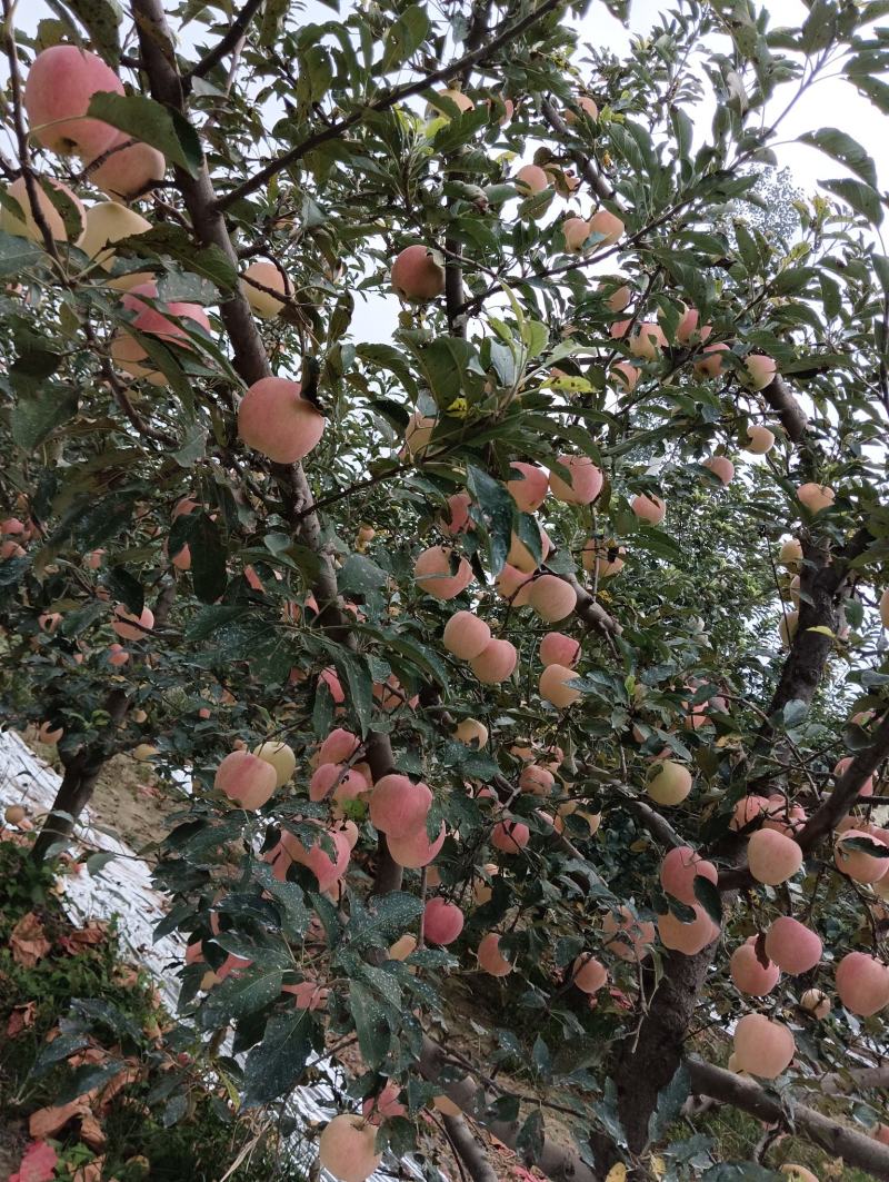 纸袋中秋王苹果