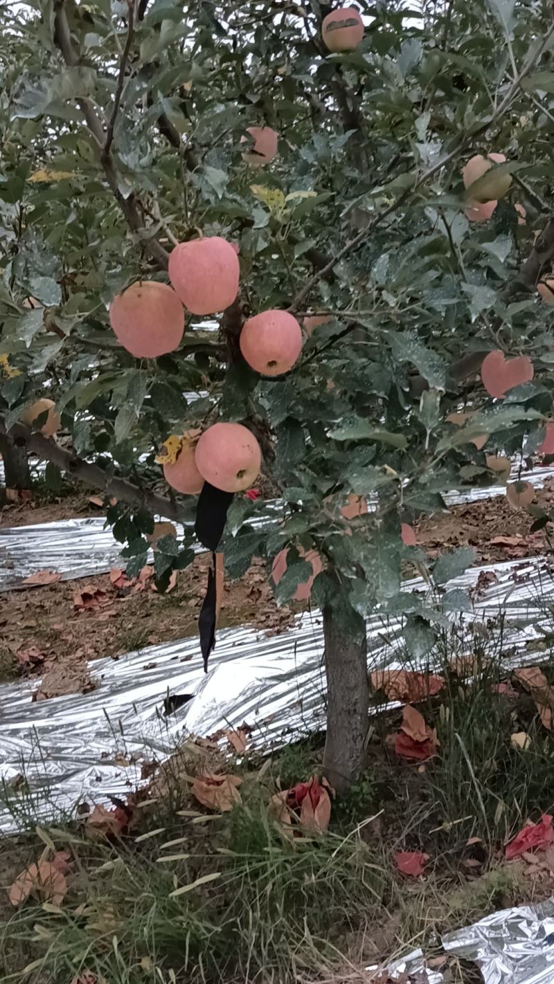 纸袋中秋王苹果
