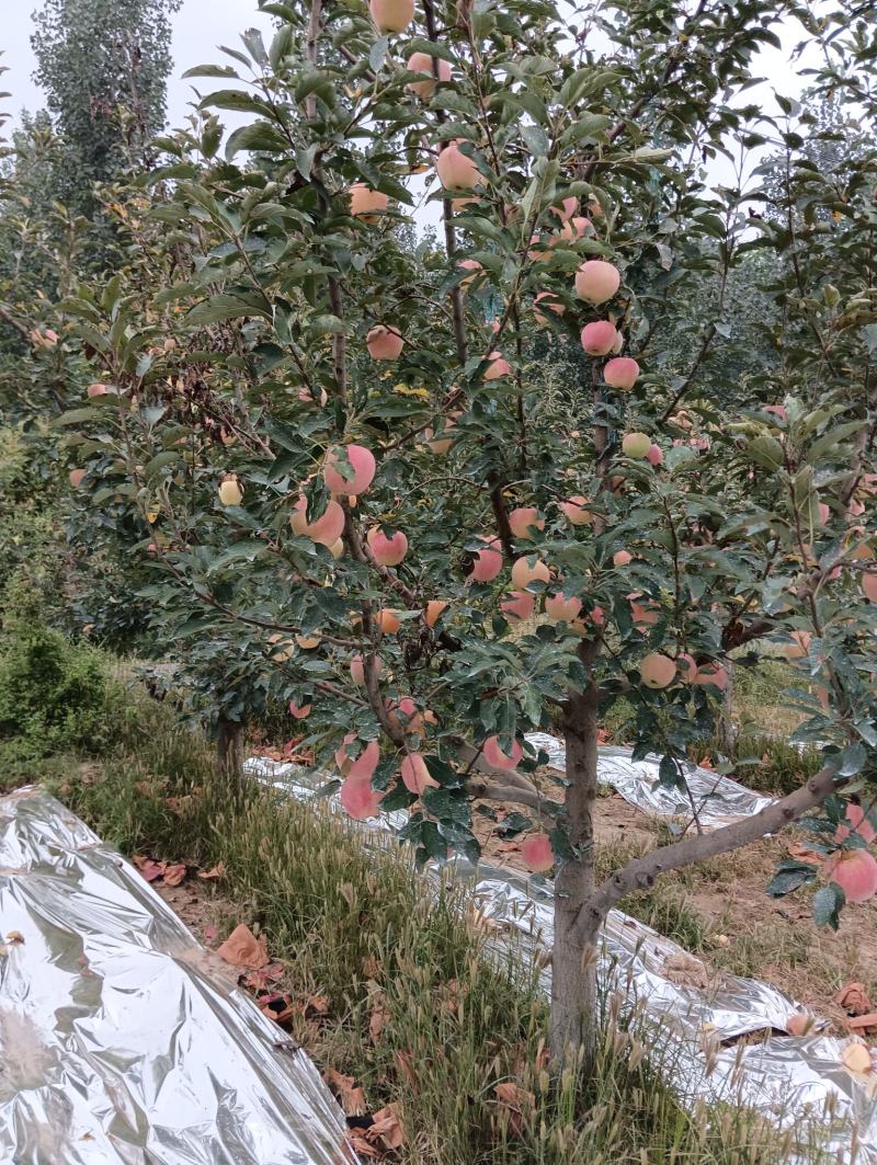 纸袋中秋王苹果