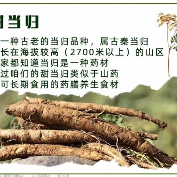 大凉山高海拔甜当归，一种古老的当归品种