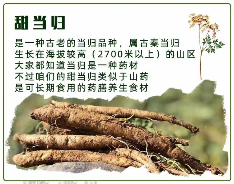 大凉山高海拔甜当归，一种古老的当归品种